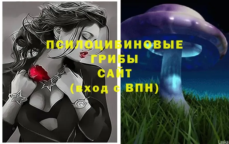 Псилоцибиновые грибы Cubensis  купить  сайты  Ярославль 